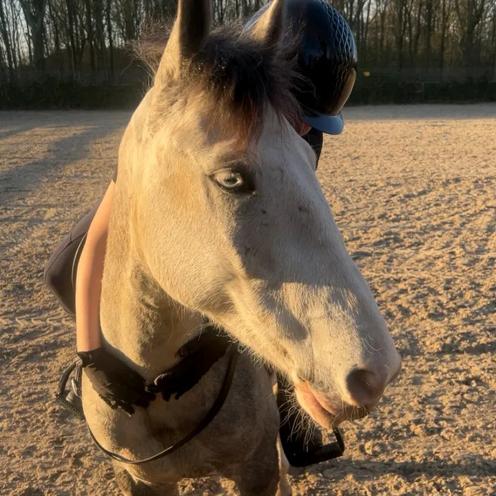 eq.marjolein