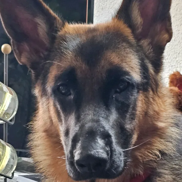 olli20248