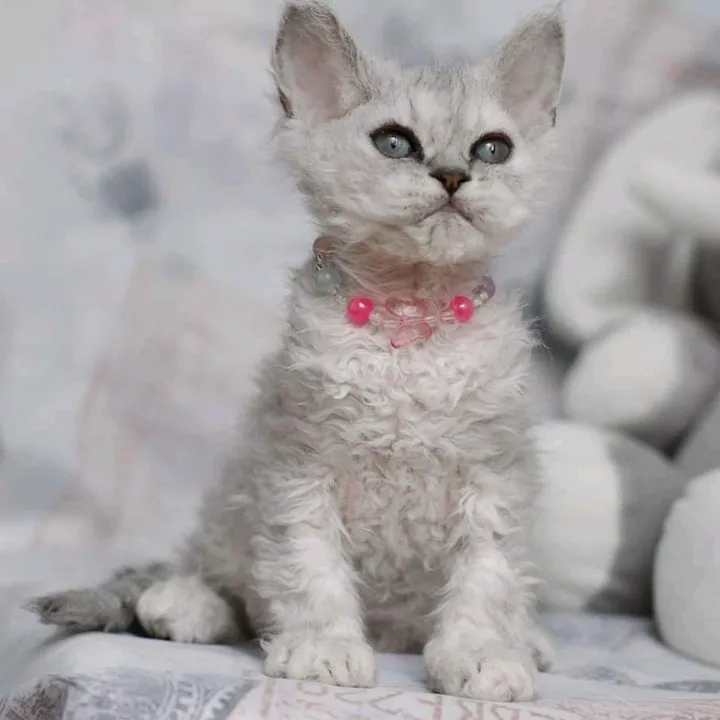 @bluesapphirecats_tiktok