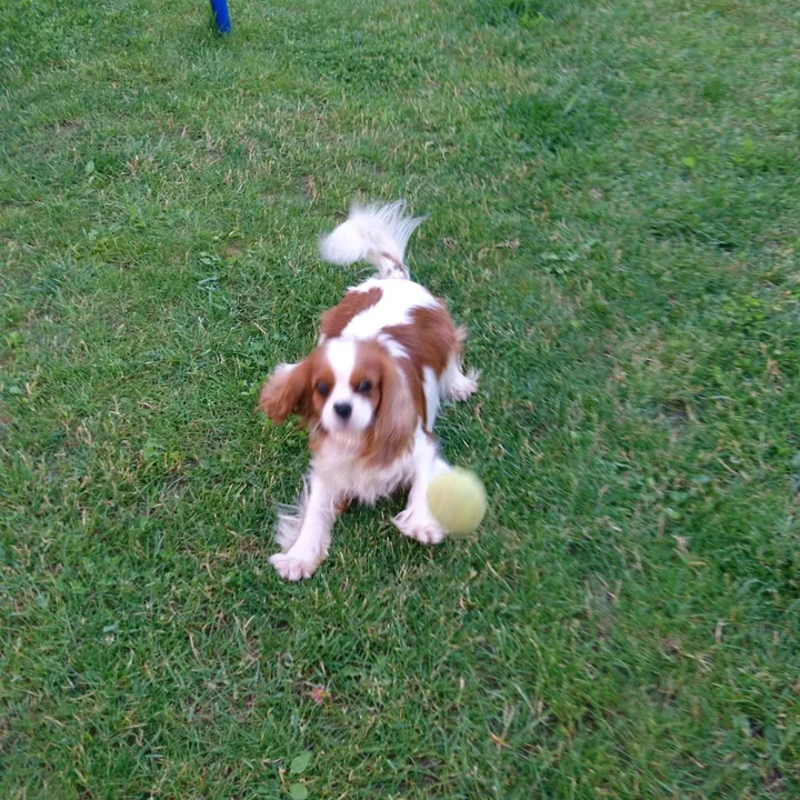 mymindisfilledwithdogs