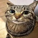 @_shortcel_