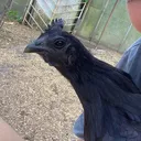 @ilovehens_