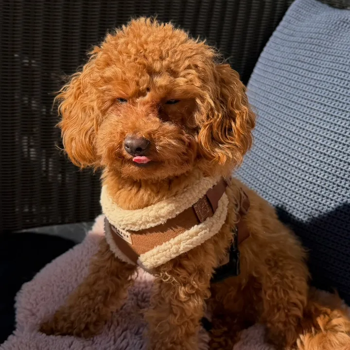 @mickythepoo