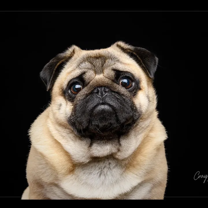 weewinstonthepug