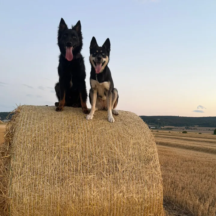 @2working.dogs