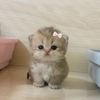 itsmochibug