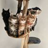 mainecoonspalace