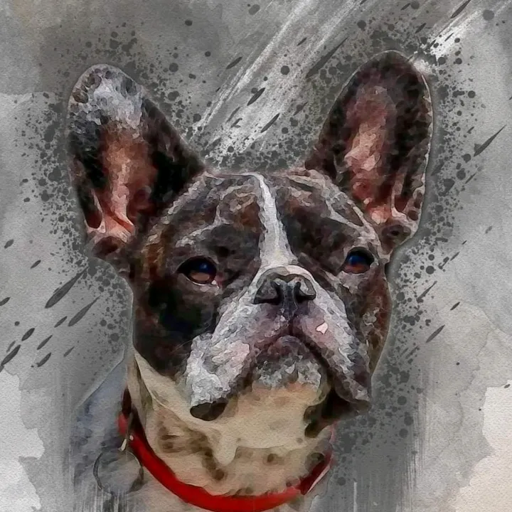 @frenchbulldogjacky