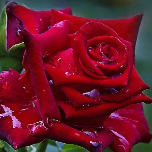 @namozova1988