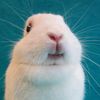 bunniesways