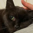 @paulbravecat