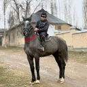 @horses.n1