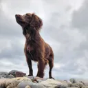 @simplyanimalsdogtraining