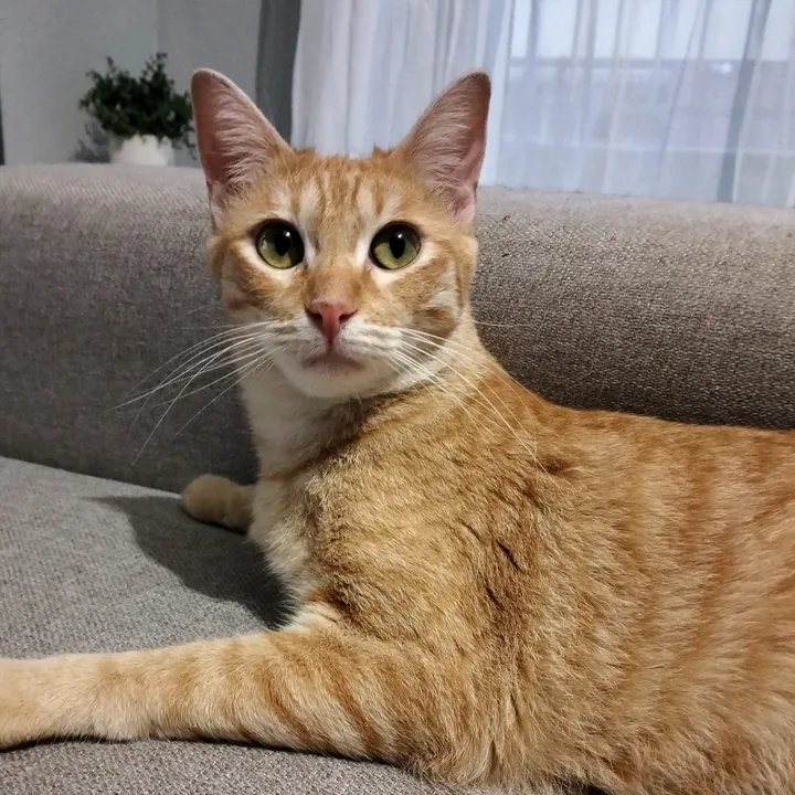 @elclubdelos5gatos