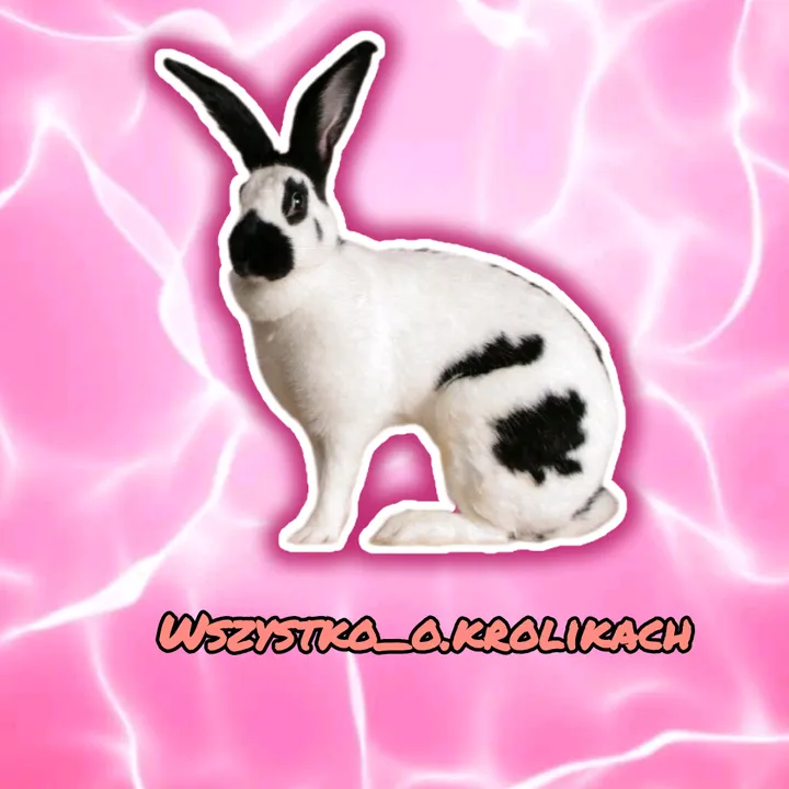 @wszystko_o.krolikach