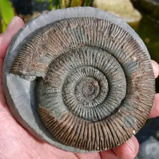 @allaboutthefossils