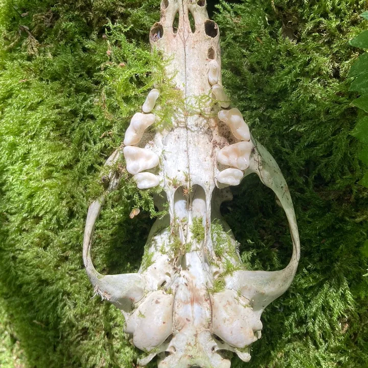 dawnedskull
