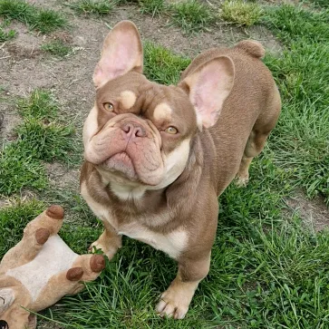 @french_bulldog_in_action