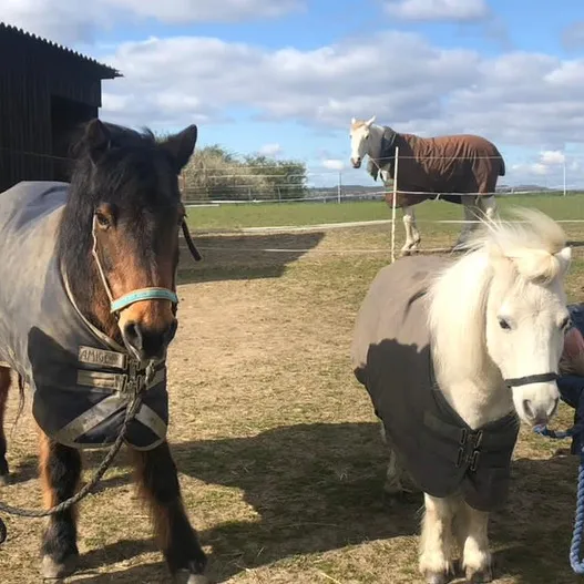 @lottievlogs_horses