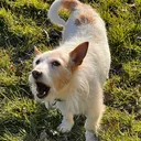 @alfie.the.dog91
