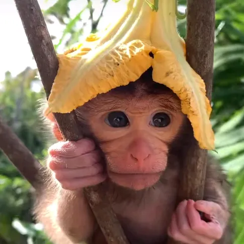 @monkey.madness3