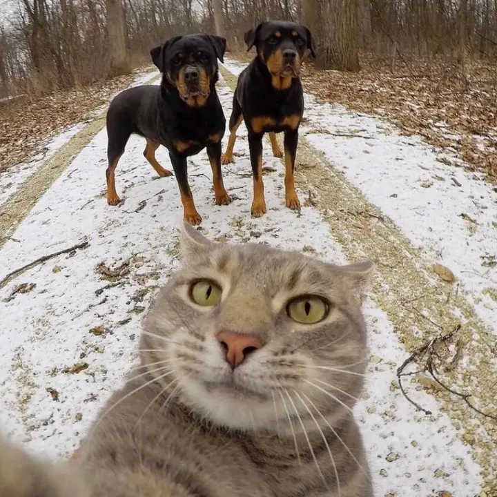 @animalsare_funny