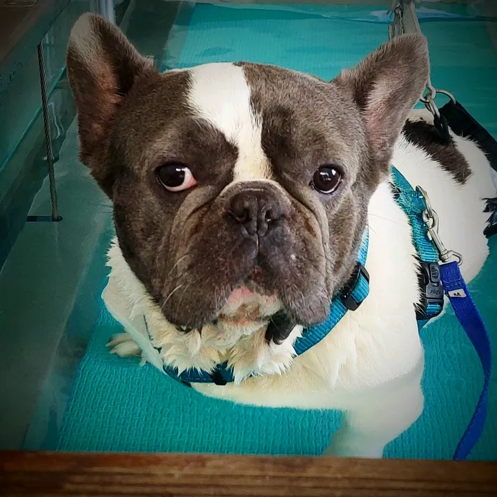 armageddon_frenchie