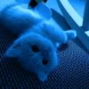 silly0_0cat