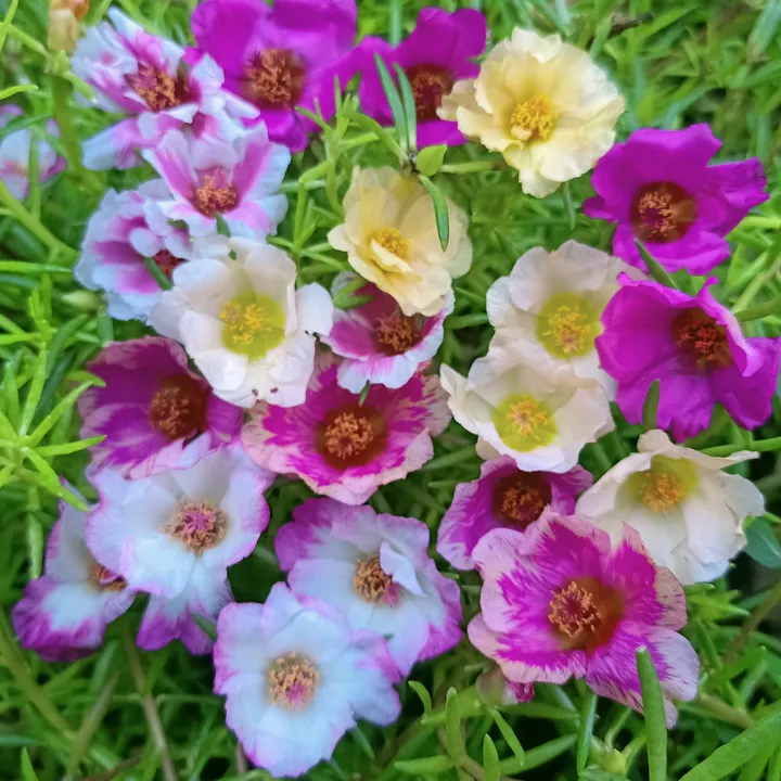 @xeema_nursery