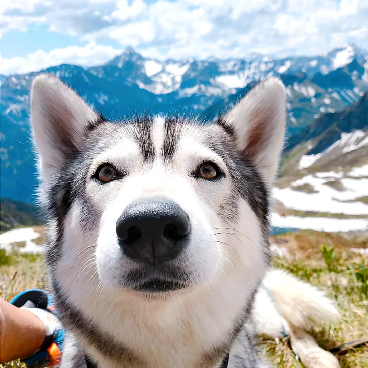 @leylatraildog
