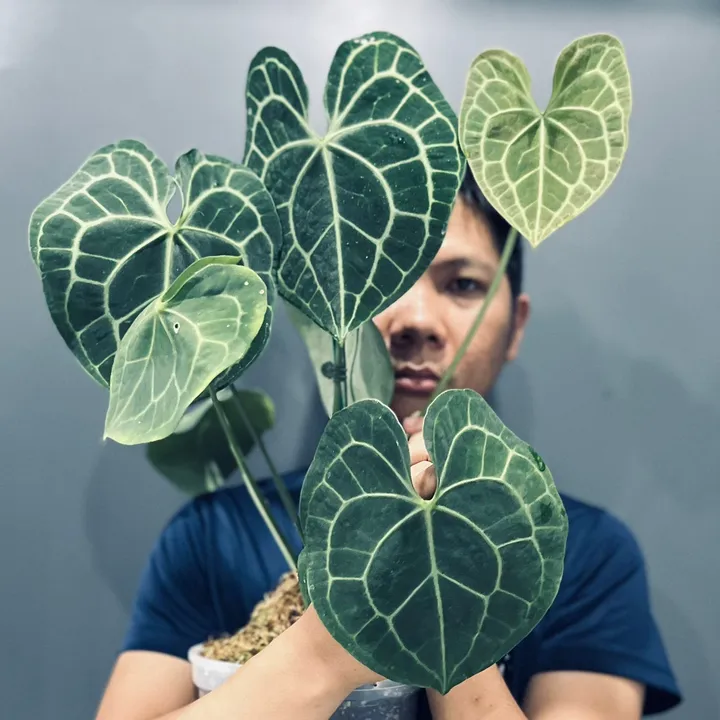 @huy_with_plants