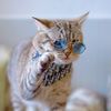 cuga.cat