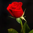 @only_flowers