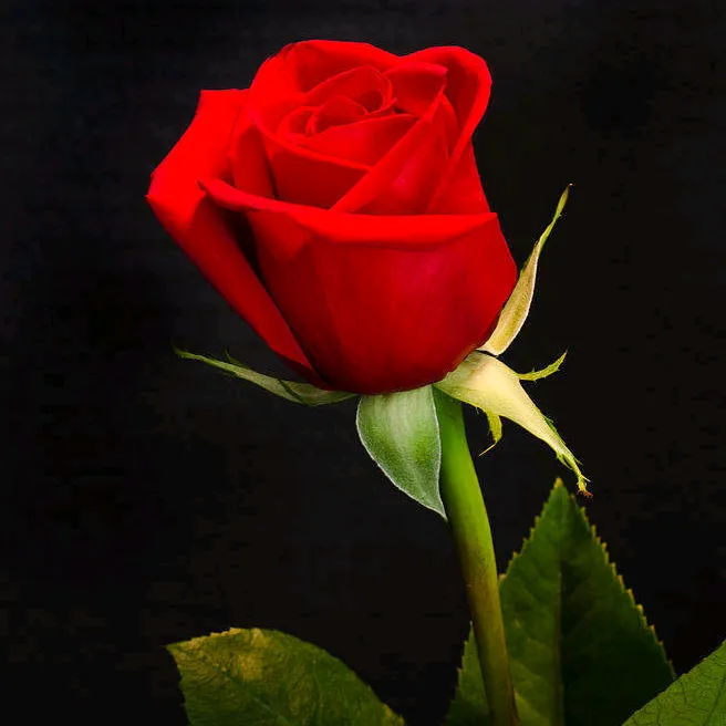 @only_flowers