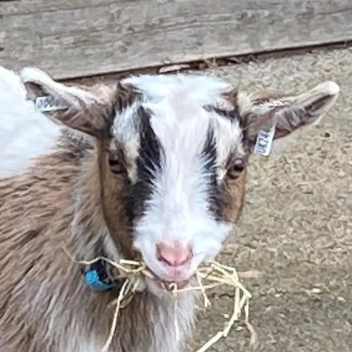 @giddyaboutgoats