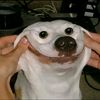 benny.der.scheier