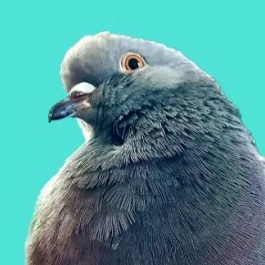 @fidgethepidge