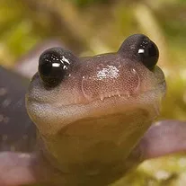 @durstigersalamander