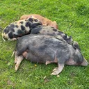 @ahimsaanimalsanctuaryuk