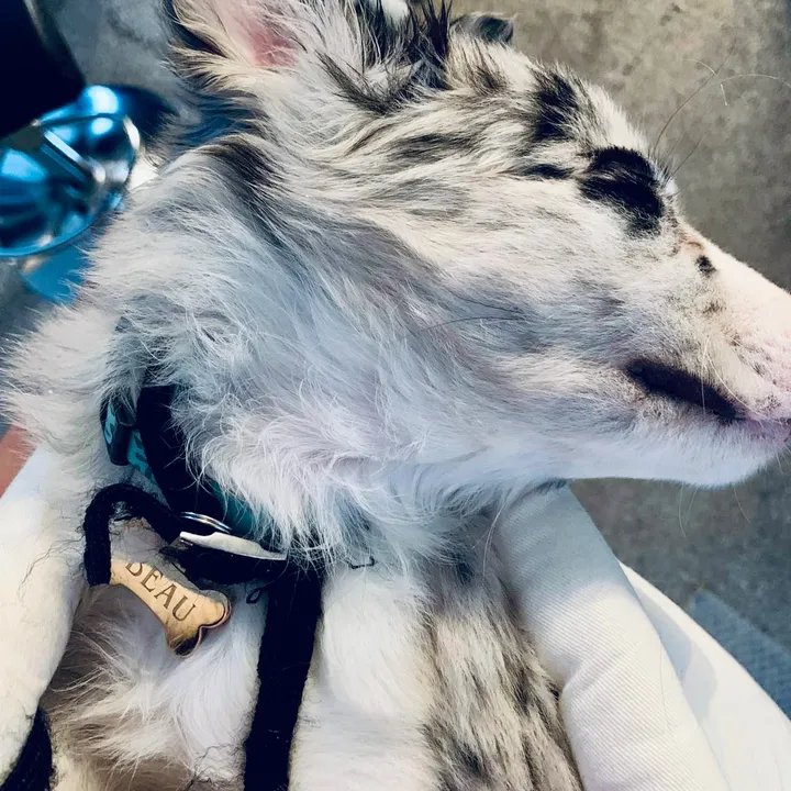 a.dognamed.beau