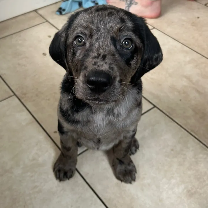 @leotheleopardlab