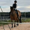 horse_fish2