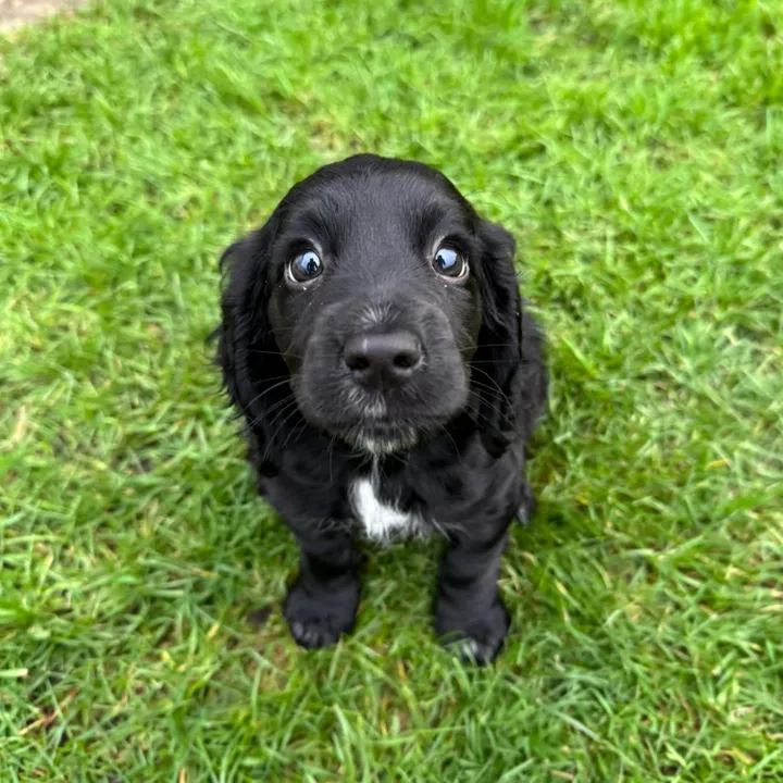 @maggie.moo.cocker