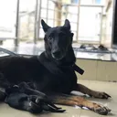 @mothersheila_dogtv