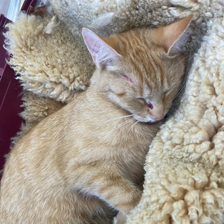 molly1.7.23