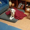 @perritos.sal