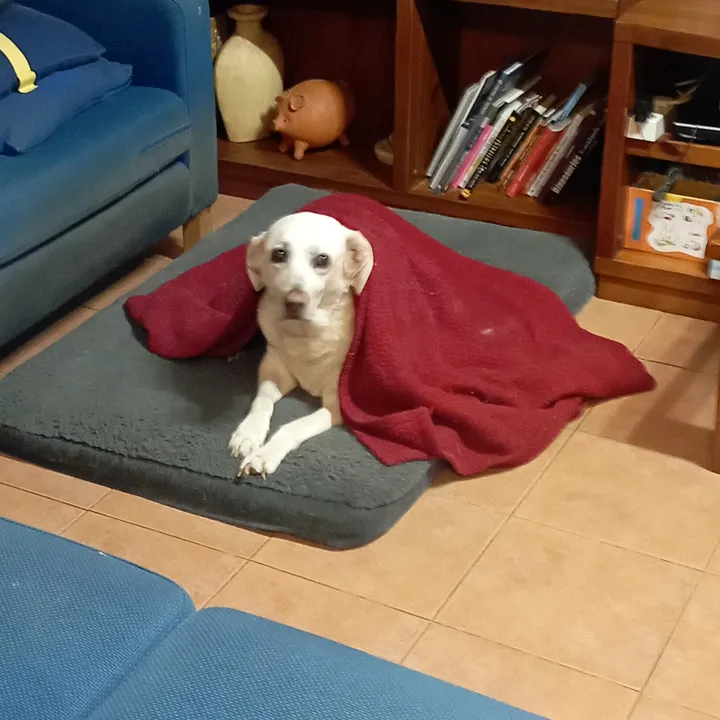 @perritos.sal