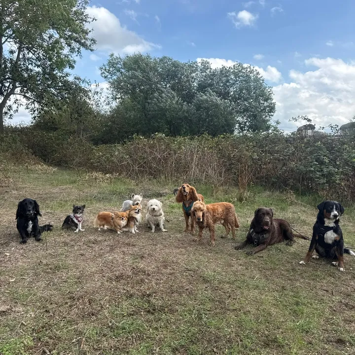 @dogwalk78