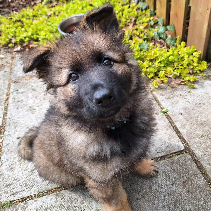 @arniethegsd