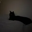 @bobthewenni